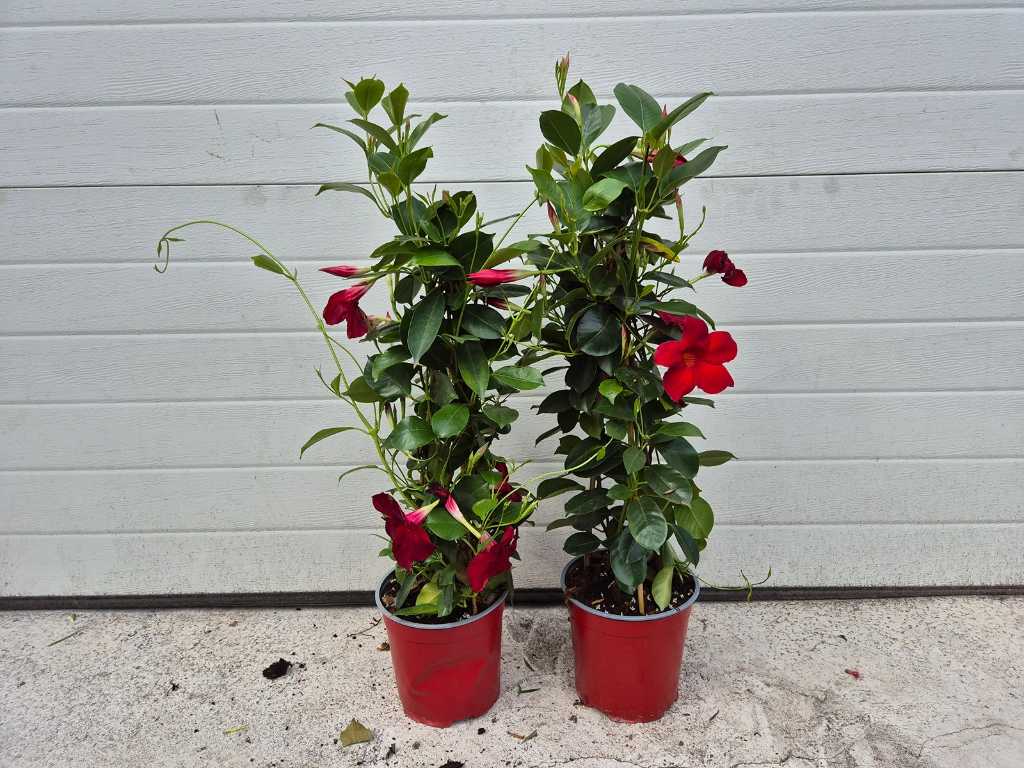 2x Mandeville Red - Dipladenia - height approx. 60 cm