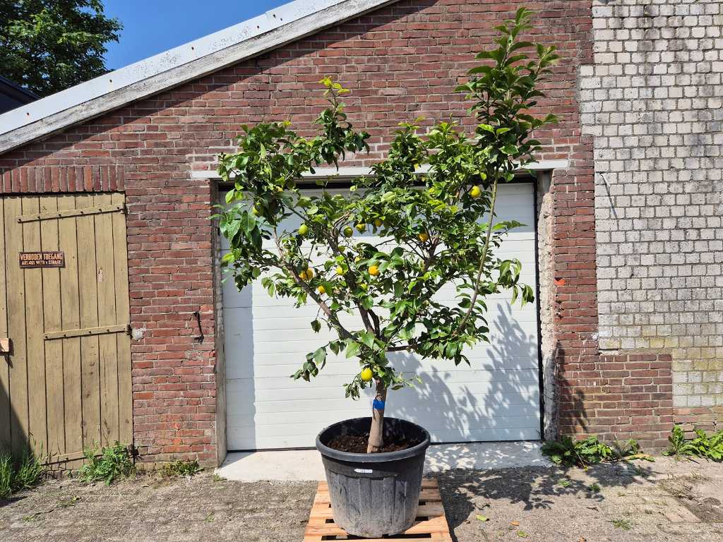 Zitronenbaum - Citrus Limon - Höhe ca. 275 cm