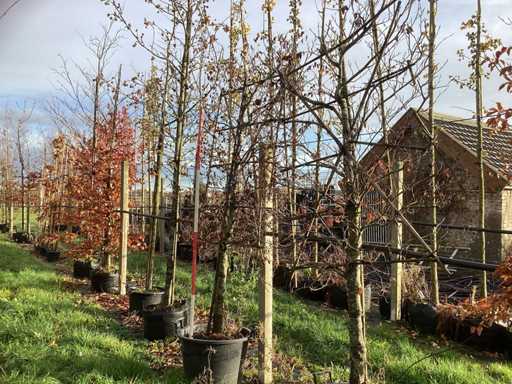 Zielony buk - Espalier (2x)