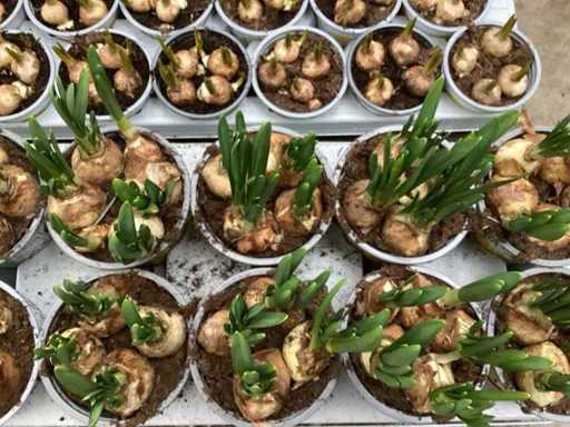 Easter flowers, hyacinths, muscari