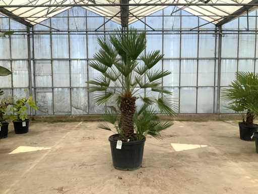 Palm tree multi-stemmed (Chamaerops Humilis)