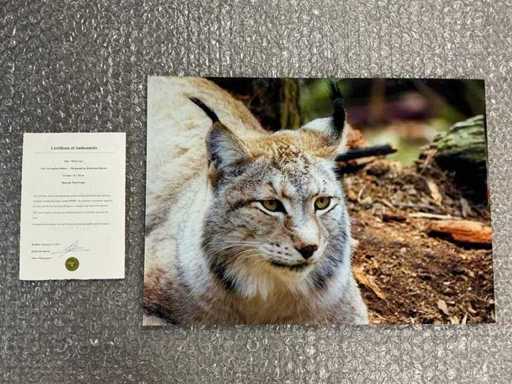 Fotografia "Wild Lynx"