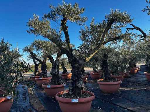 Tarrina Olive Tree