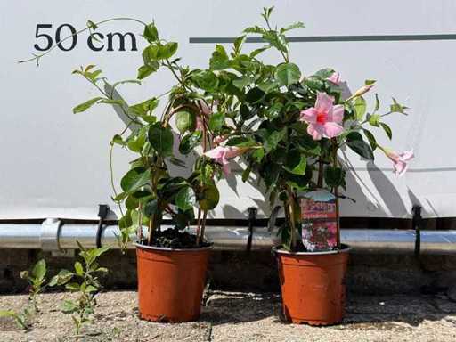 2x mélange d’arc de Dipladenia - hauteur environ 50 cm