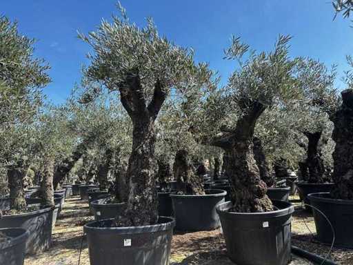 Europäische Olive (2x)