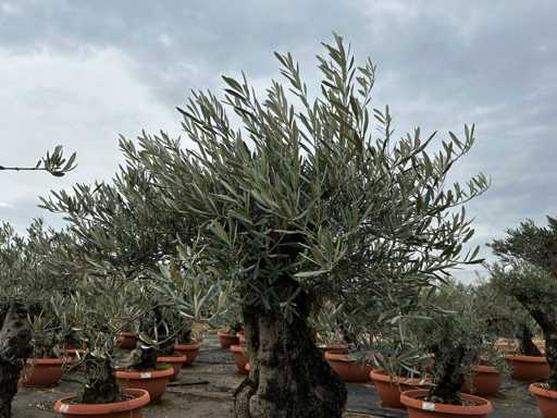  OLEA EUROPEA TARRINA 