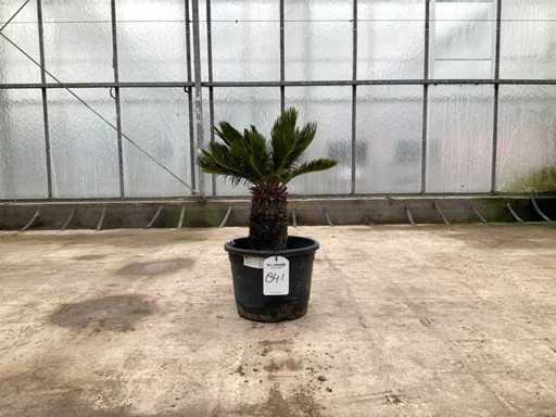 Palmboom (Cycas Revoluta)