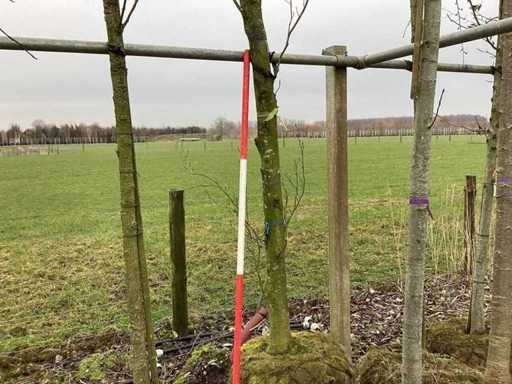 Gele Sierbeuk - Sierboom