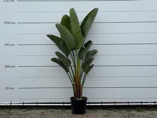 Plante oiseau de paradis - Strelitzia Augusta - hauteur d’environ 220 cm