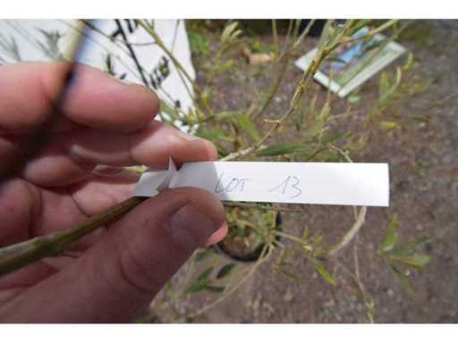 olijf op stam - Olive tree