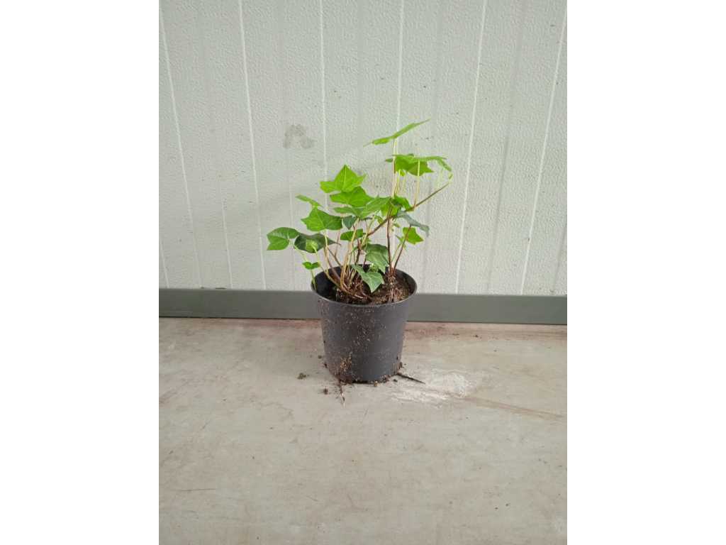 Ivy Hedera Hibernica 40-80 cm (200x)
