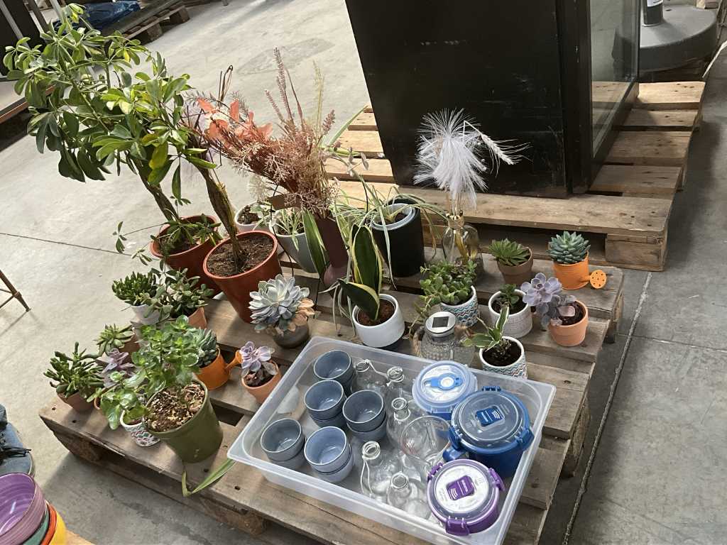 Environ 25 plantes d’intérieur différentes et 15 pots/vases