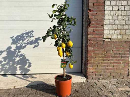 Lemon tree - Citrus Limon - Fruit / fruit tree - height approx. 140 cm 