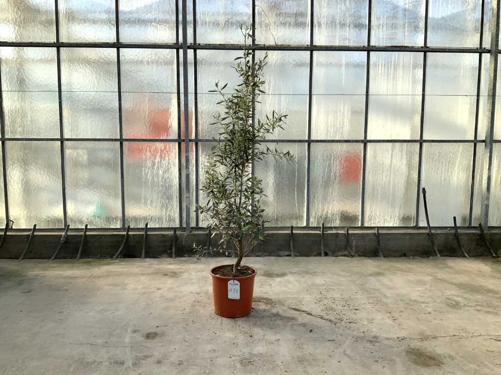 olive bush (Olea Europaea Lessini)