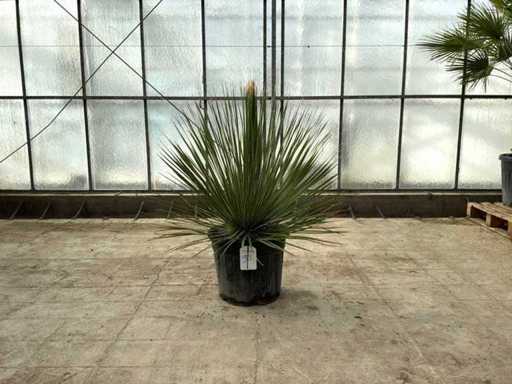 Pianta ragno (Dasylirion serratifolium)
