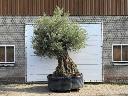 Bonsaï d’olivier Picual XXL - Olea Europaea - environ 250 ans - hauteur environ 280 cm