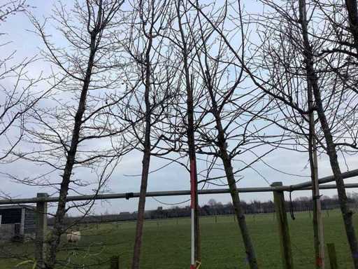 Sweet gum - Topiary tree
