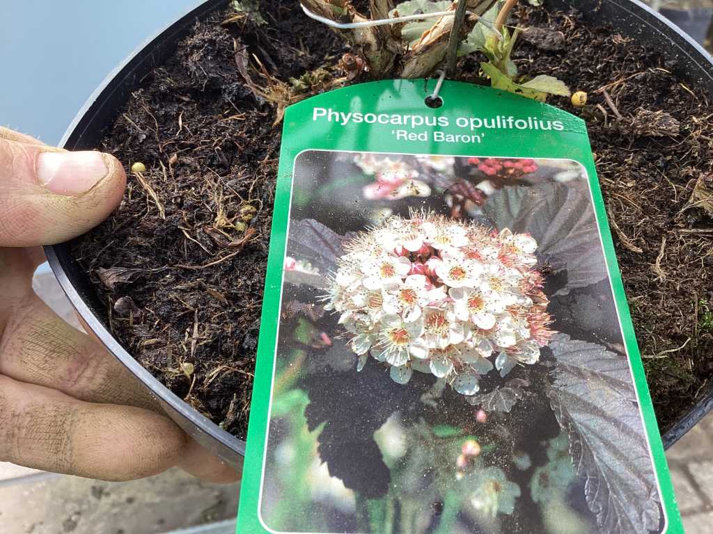 10 Physocarpus opulifilium czerwony baron