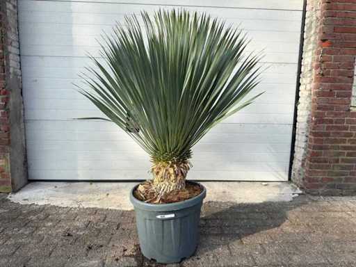 Cymbale faible L - Yucca Rostrata - Hauteur environ 150 cm 