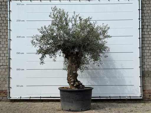Bonsai d'ulivo - Olea Europaea - circa 80 anni - altezza circa 260 cm