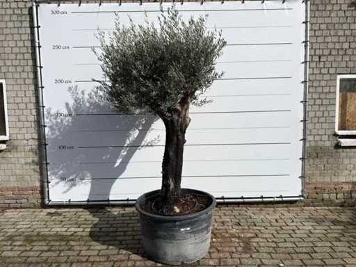 Pelle vecchia dell'ulivo - Olea Europaea - circa 100 anni - altezza circa 250 cm