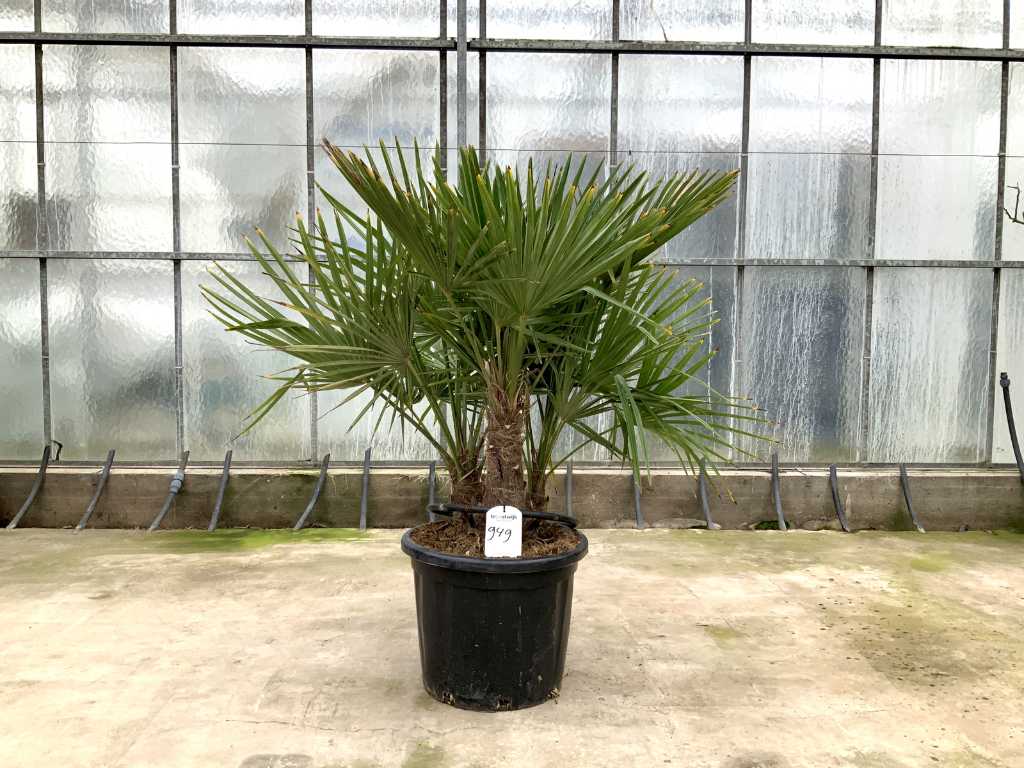 Mehrstämmige Palme (Trachycarpus Fortunei)