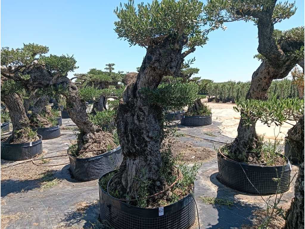 Spécimen d’olivier centenaire Pom Pom Extra