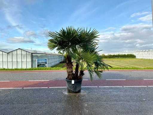Trójłodyga palmy (Trachycarpus fortunei)