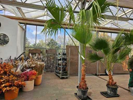 Wspaniała palma Washingtonia – Odporna do -7°C – 300 cm