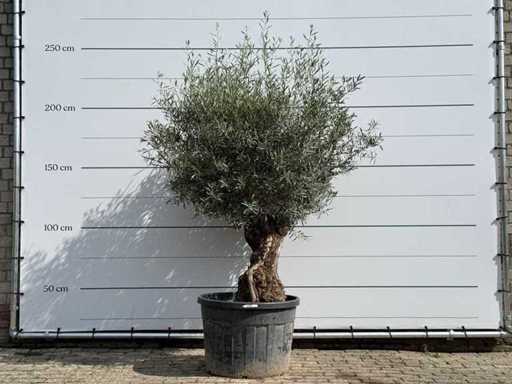 Olive tree Bonsai - Olea Europaea - approx. 80 years old - height approx. 230 cm