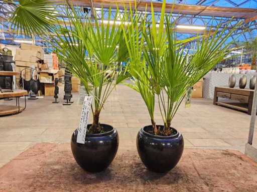 Zestaw dwóch karłowatych palm Chamaerops humilis – wytrzymałe i dekoracyjne