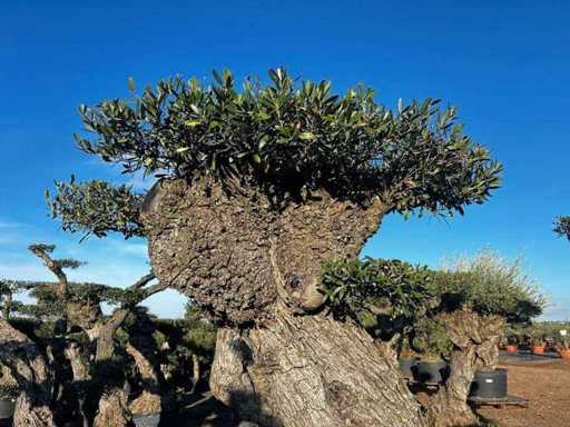 Jubiläums-Olivenbäume – Olea Europea Pom Pom Secolare