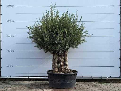 Olive tortuga - Olea Europaea - environ 80 ans - hauteur environ 260 cm