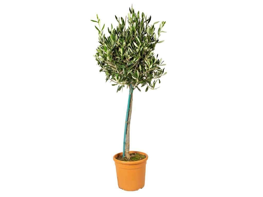 Olijfboom Compact - Olea Europaea - hoogte ca. 80 cm