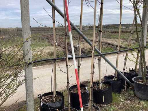 Albero di tulipano americano - Albero topico (2x)