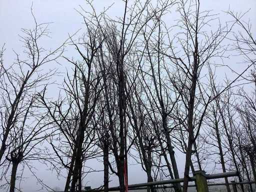 Japanse Sierkers - Vormboom