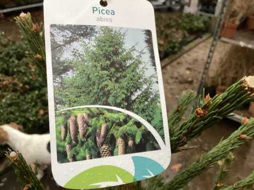 Picea (30x)