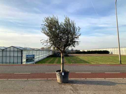 Ulivo (Olea Europaea Lessini)