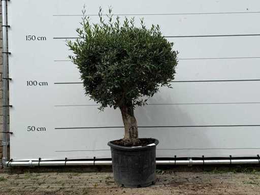 Olijfboom bolvorm - Olea Europaea - ca. 25 jaar oud - hoogte ca. 160 cm