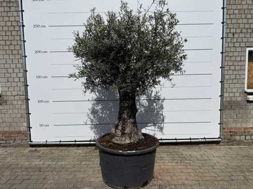 Olivenbaum alter Stamm – Olea Europaea – ca. 75 Jahre alt – Höhe ca. 260 cm