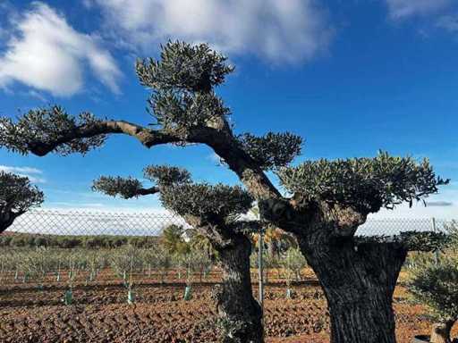 Jubiläums-Olivenbäume – Olea Europea Pom Pom Secolare 