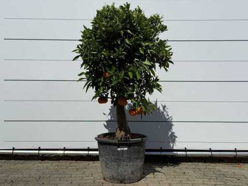 Albero d'arancio - Citrus Sinensis - altezza circa 180 cm
