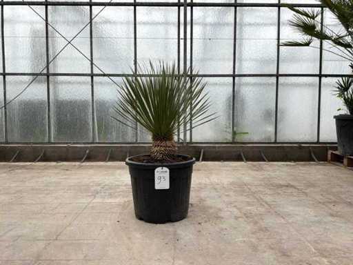Palmboom (Yucca Rostrata)