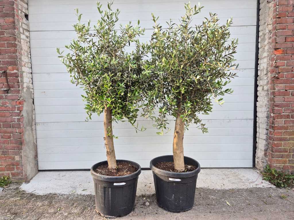 2x Olivenbaum Florida - Olea Europaea - Höhe ca. 175 cm