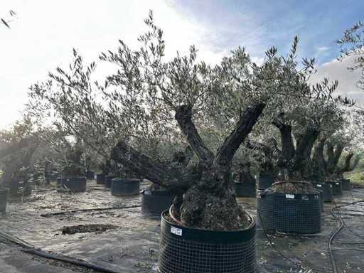Centuries-old olive tree in basket