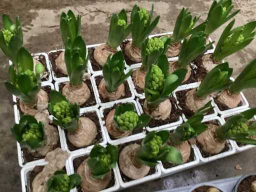 Flower bulb mix (150x)