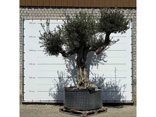 Olivenbaum-Bonsai mit Ästen XL – Olea Europaea – ca. 100 Jahre alt – Höhe ca. 280 cm
