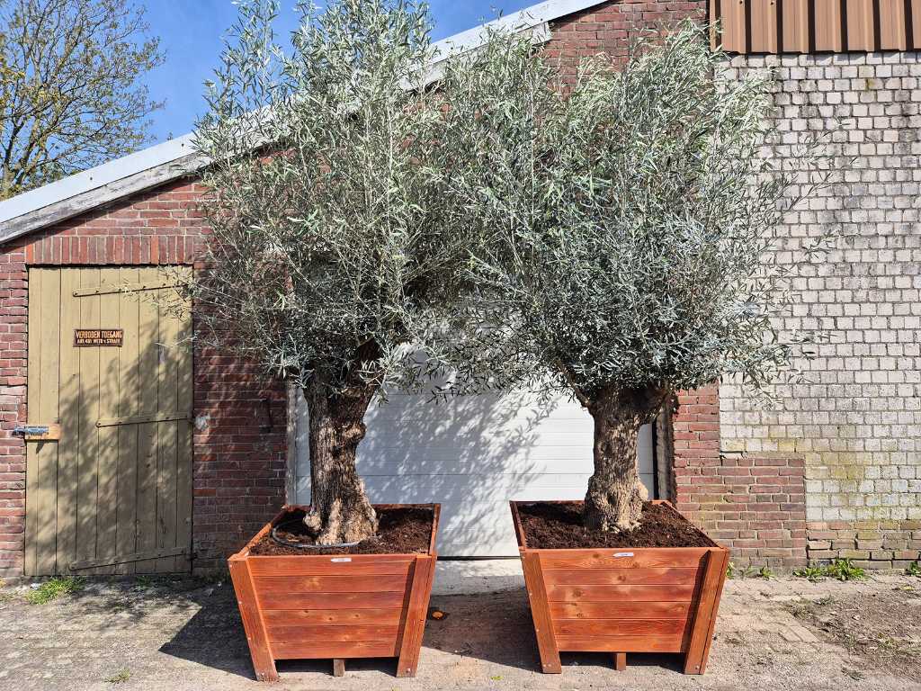 2x Olive tree in hardwood planter - Olea Europaea - height approx. 400 cm