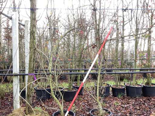 Klon – drzewo wielo?odygowe (2x)