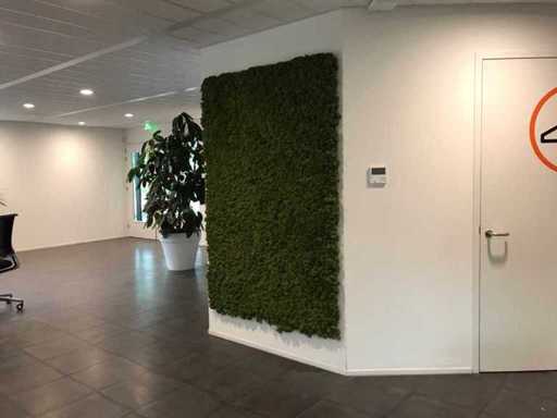 Mur de mousse